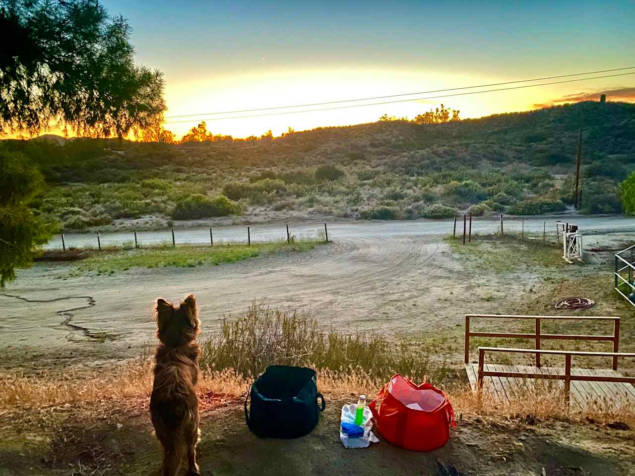 Our dog barely slept, she was fascinated by all the wildlife!!