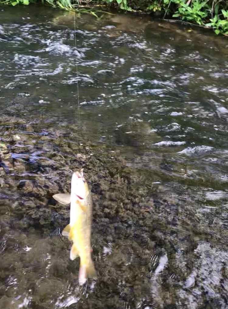 These little brookies came after my lure like a kid on cake; slayed over 2 dozen, but mostly small ones (6-8 inches)