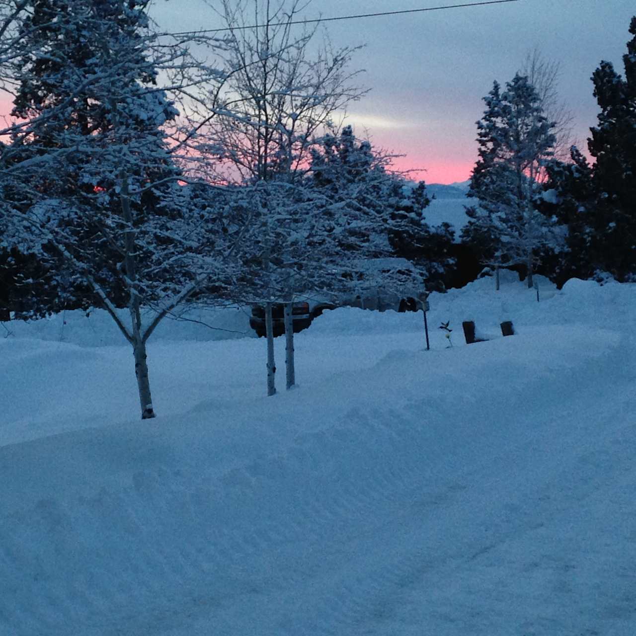 Snowy winter day in the front yard.