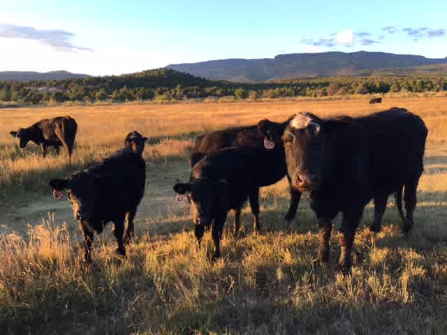 Morning sunrise at the Ranch