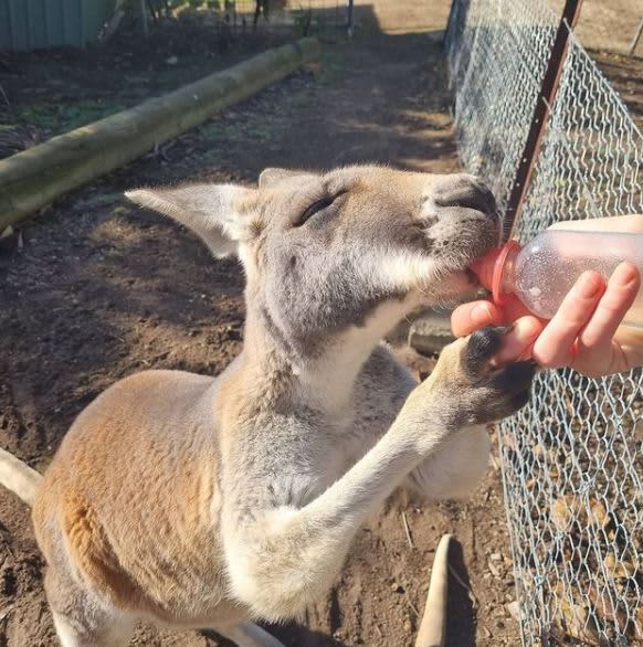 Warrawong Wildlife Sanctuary