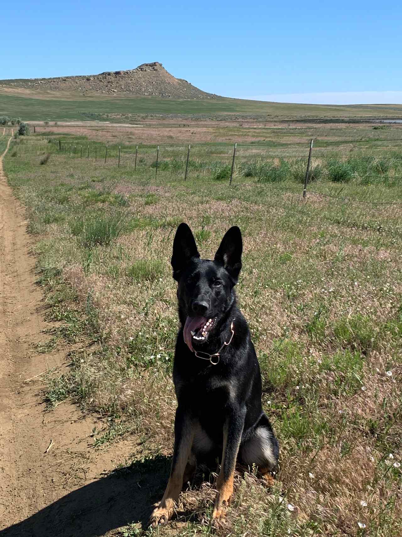 Our dog enjoyed the open space to run!  