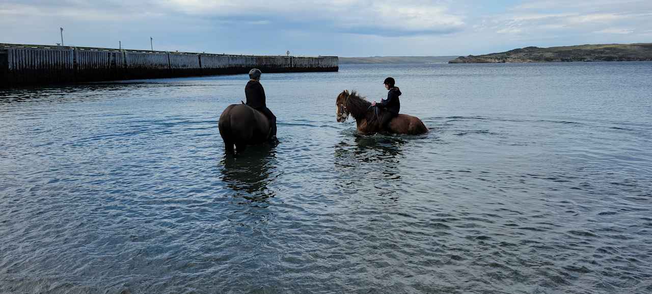 Scenic Ocean View and Horses