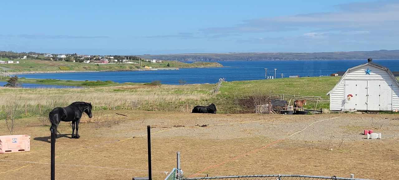 Scenic Ocean View and Horses