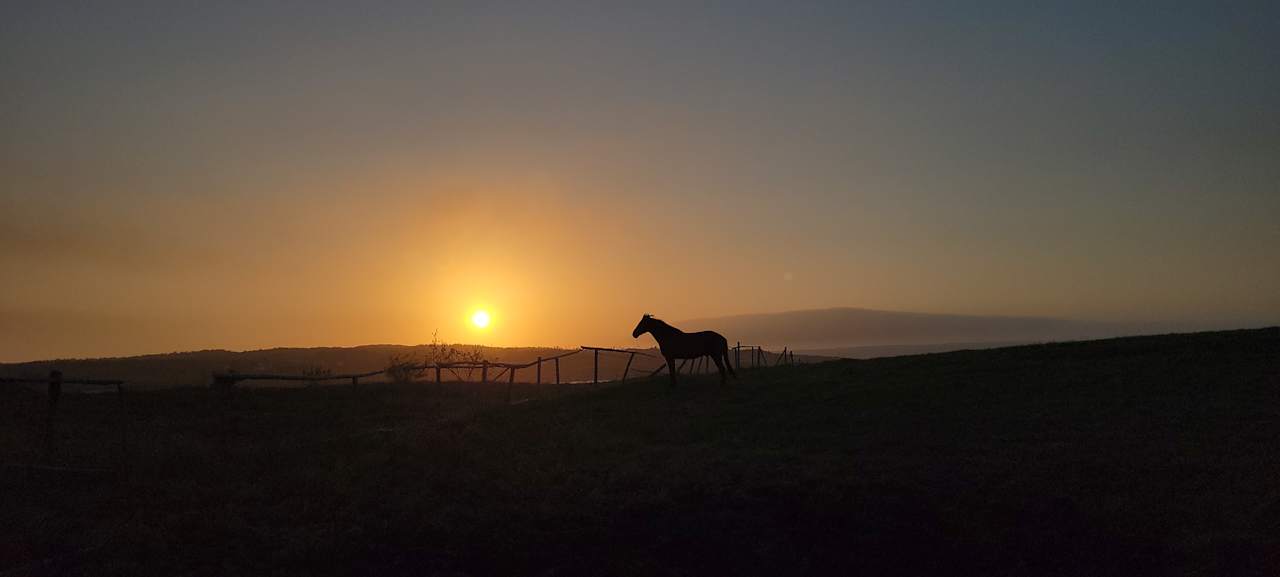 Scenic Ocean View and Horses