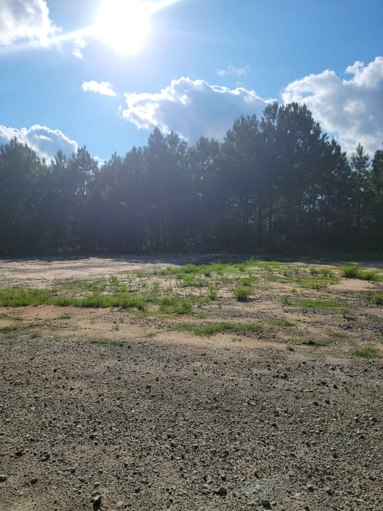 Pine Forest with grass clearing