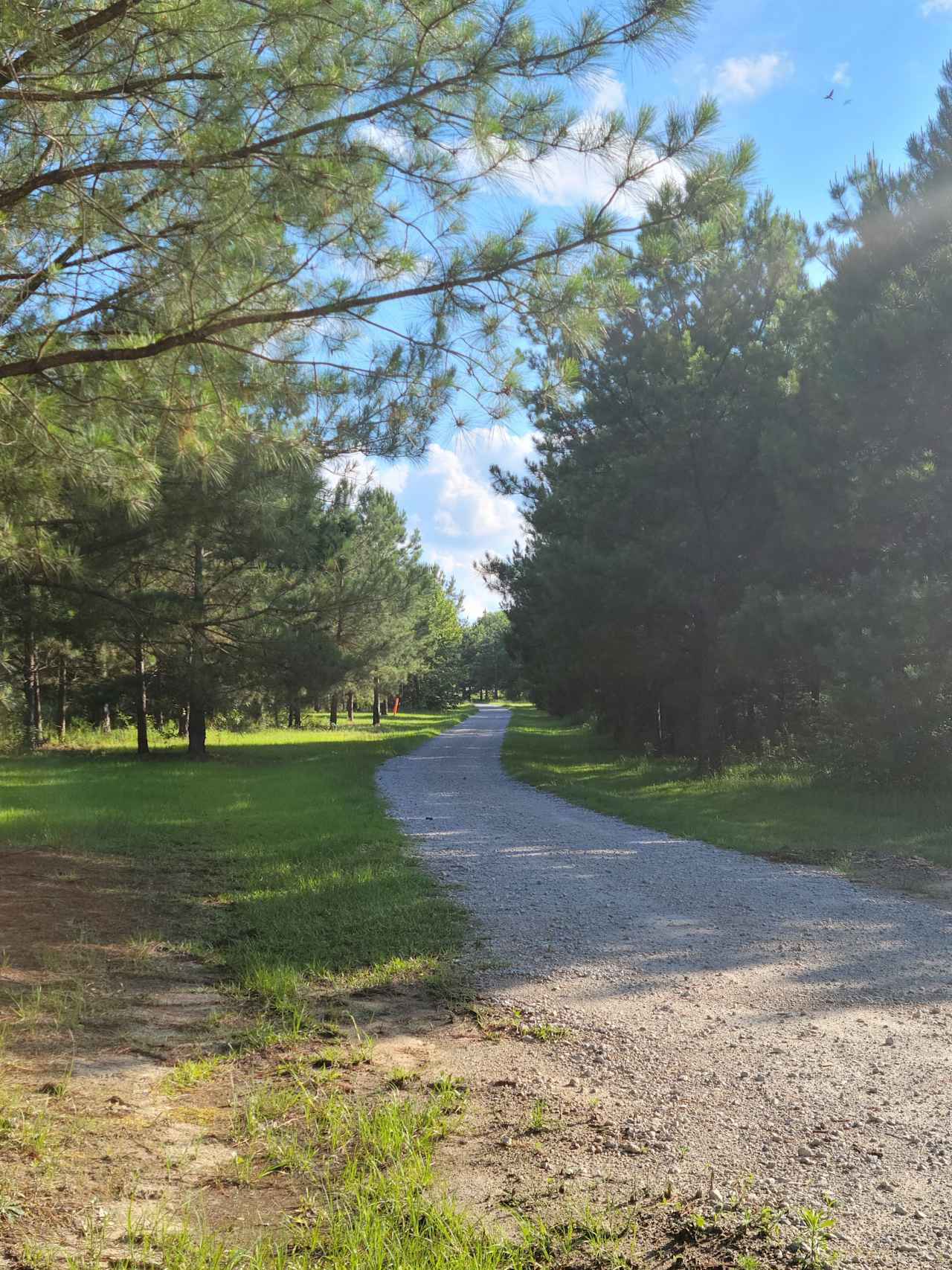 Pine Forest with grass clearing