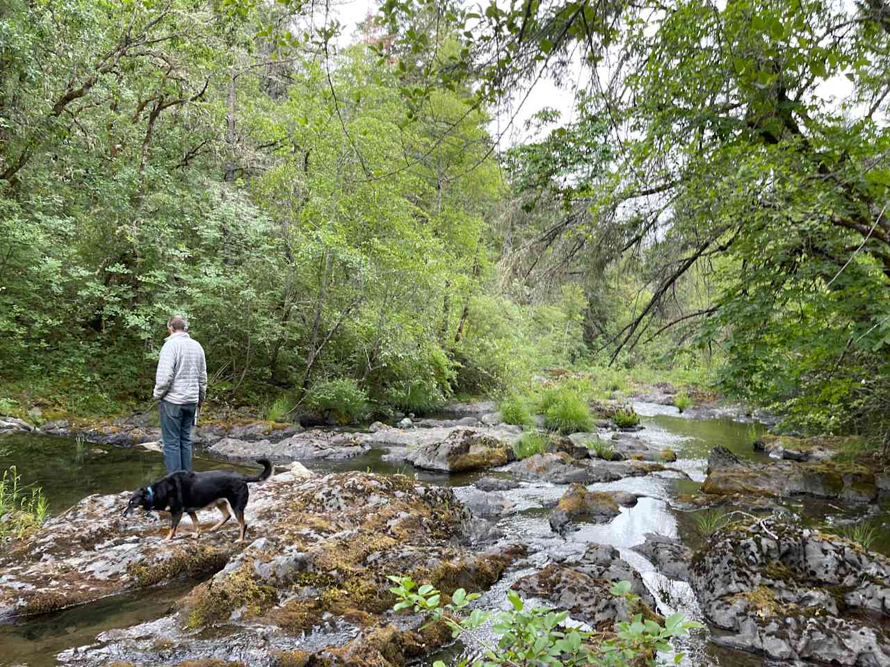 Forested creekside campsite