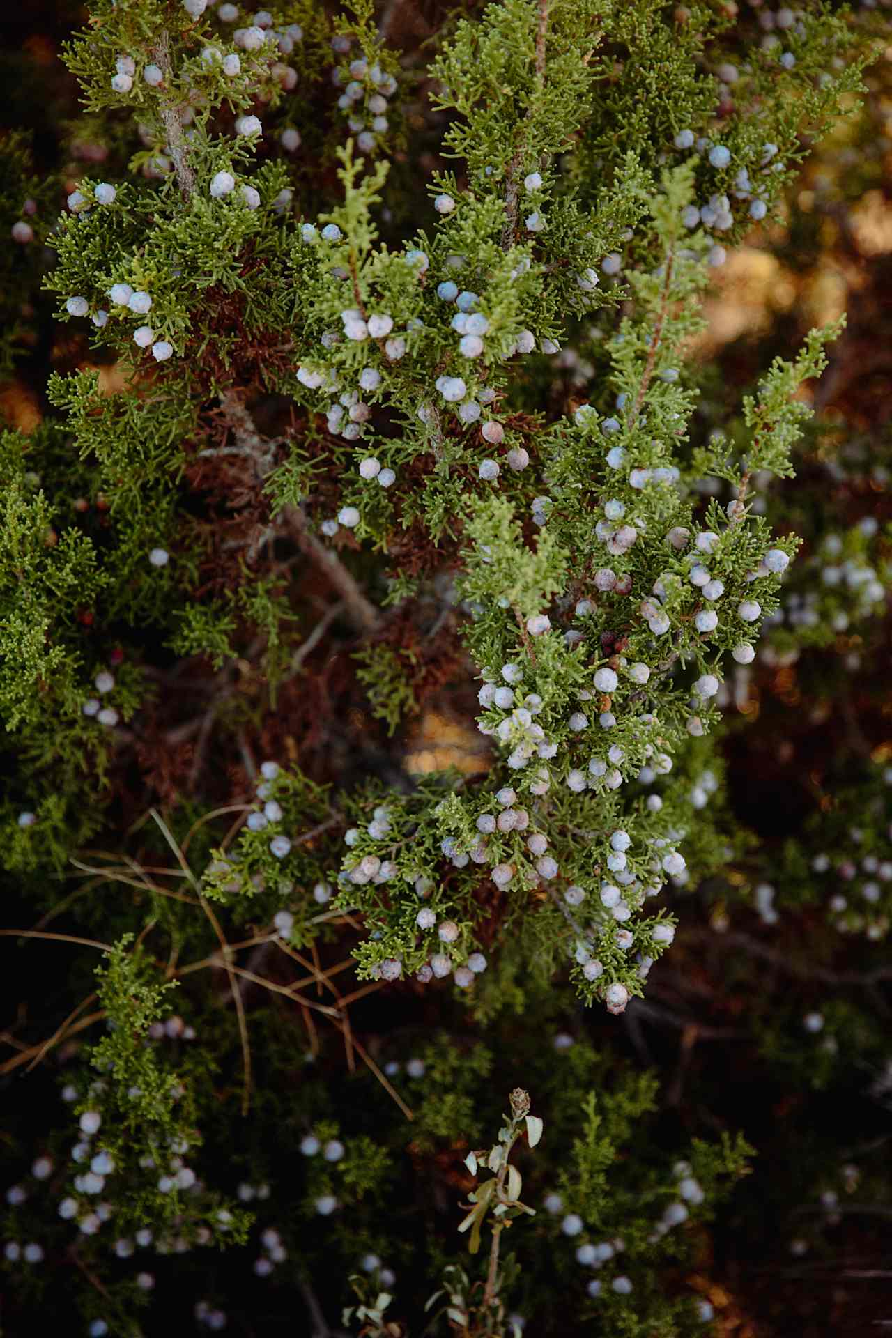 There are juniper berry trees everywhere!