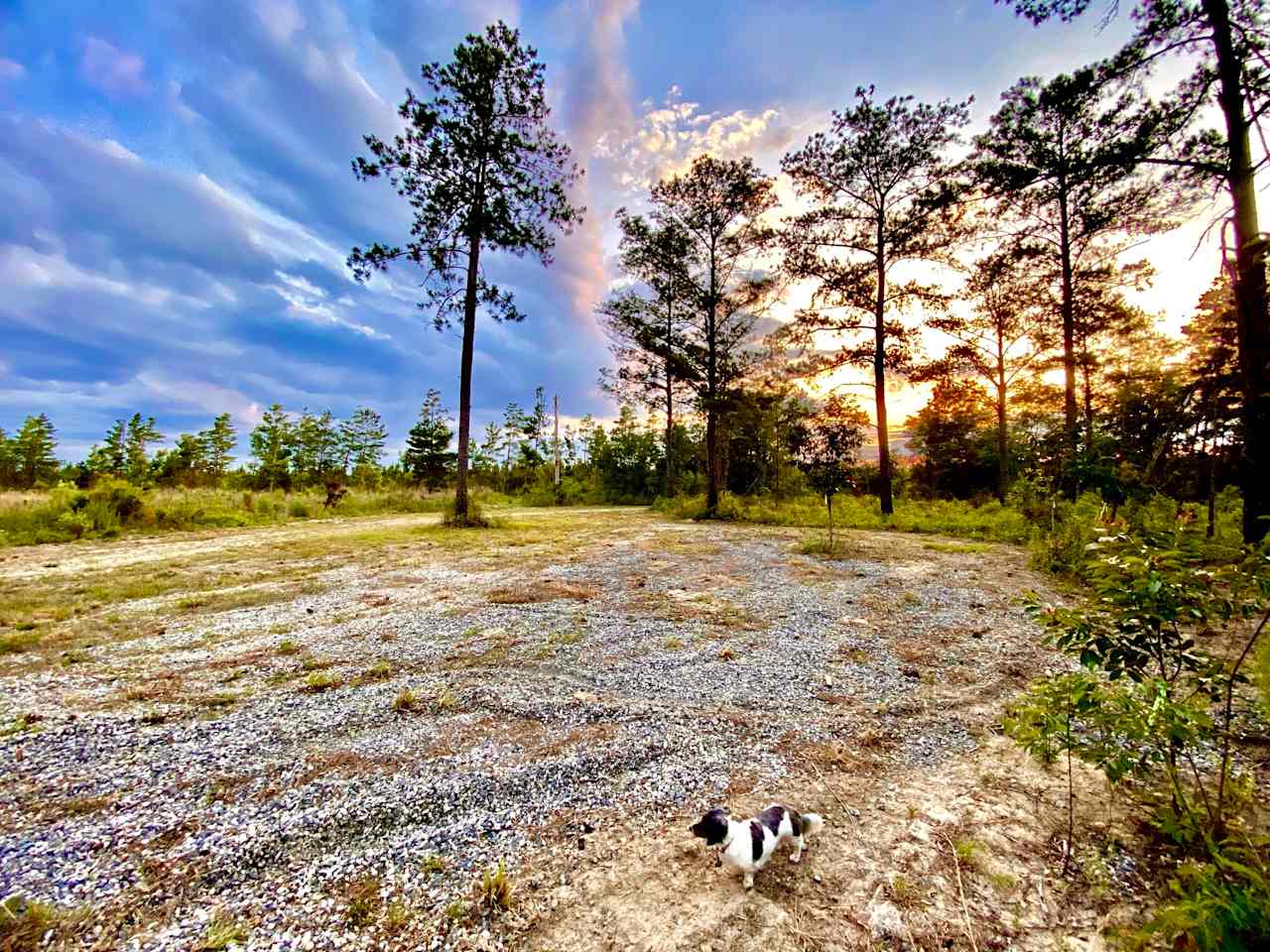 1 of the dry camping sites overlooking the new and old pine stands