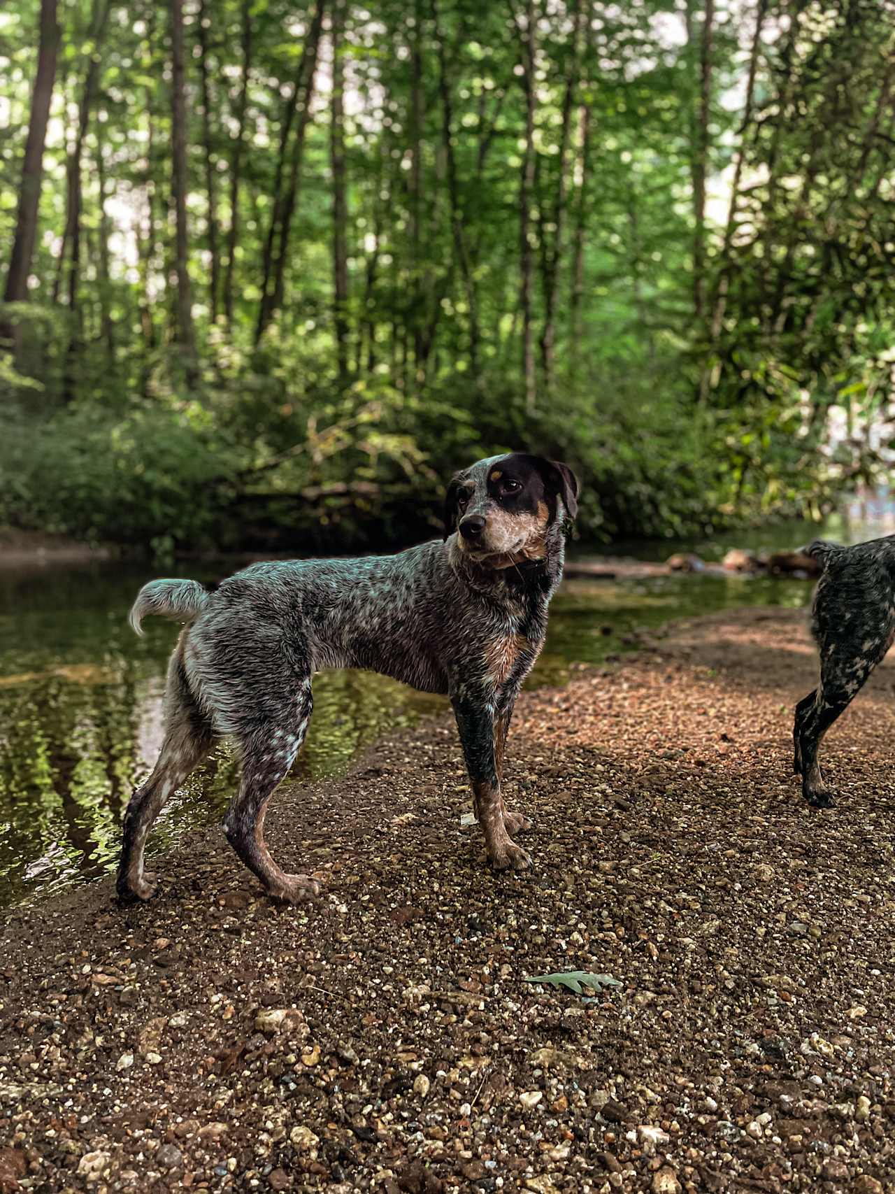 Trout Creek Campgrounds
