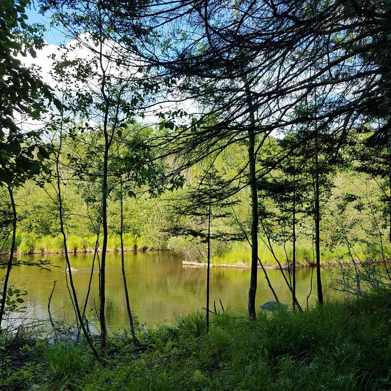 Private Hardwood forest river camp