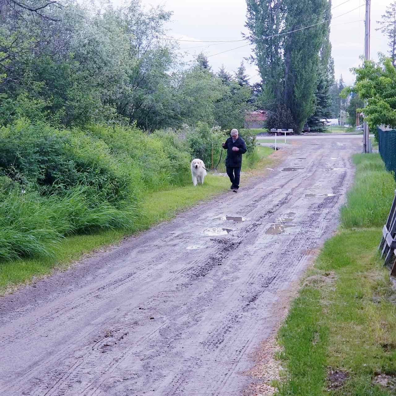 Walk your dogs (or babies in the lane right behind the house)