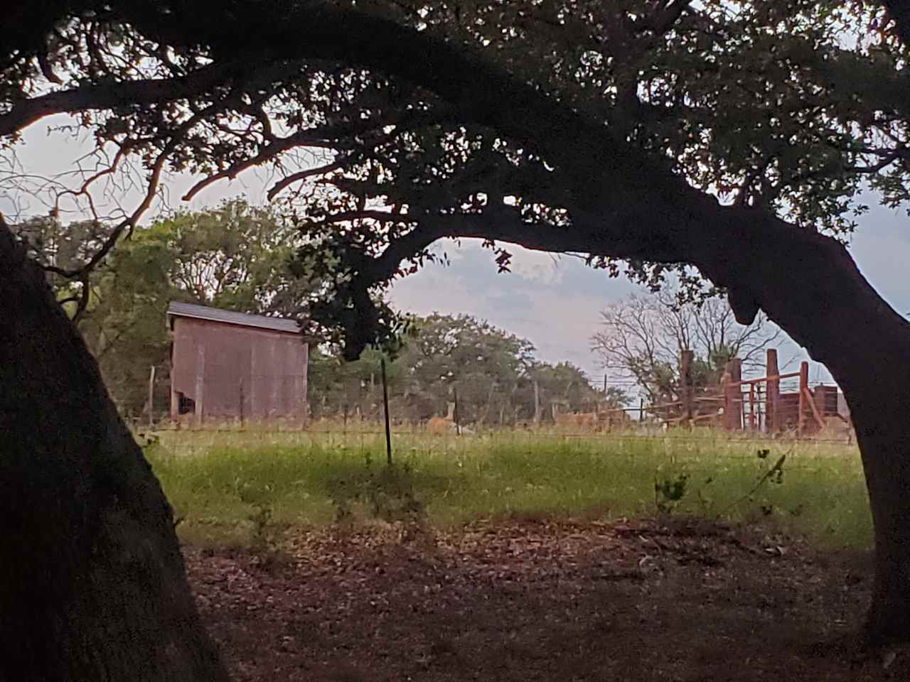 A few of the dozen whitetails grazing 