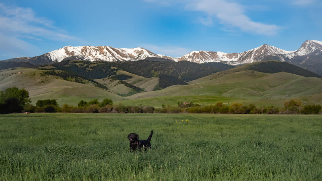 Montana Red Devon Ranch