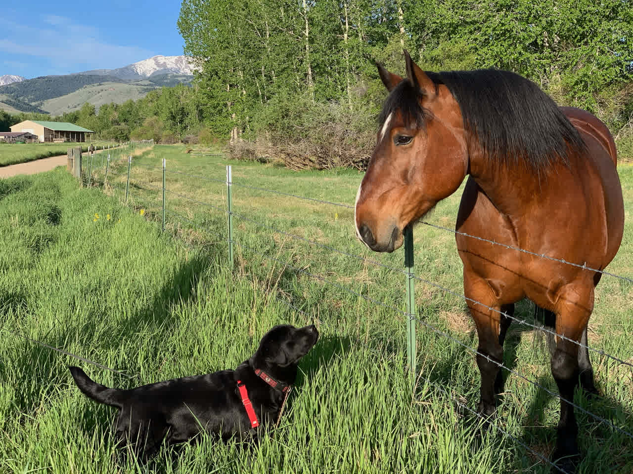 Montana Red Devon Ranch