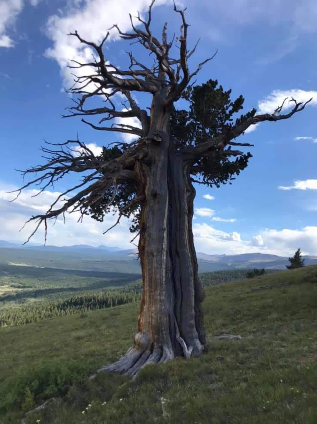 Windy ridge, 3000 year old trees sit like acient gods looking down into the valley.  The campsite is the closest place to camp next to this area.  Only a 15 min walk.