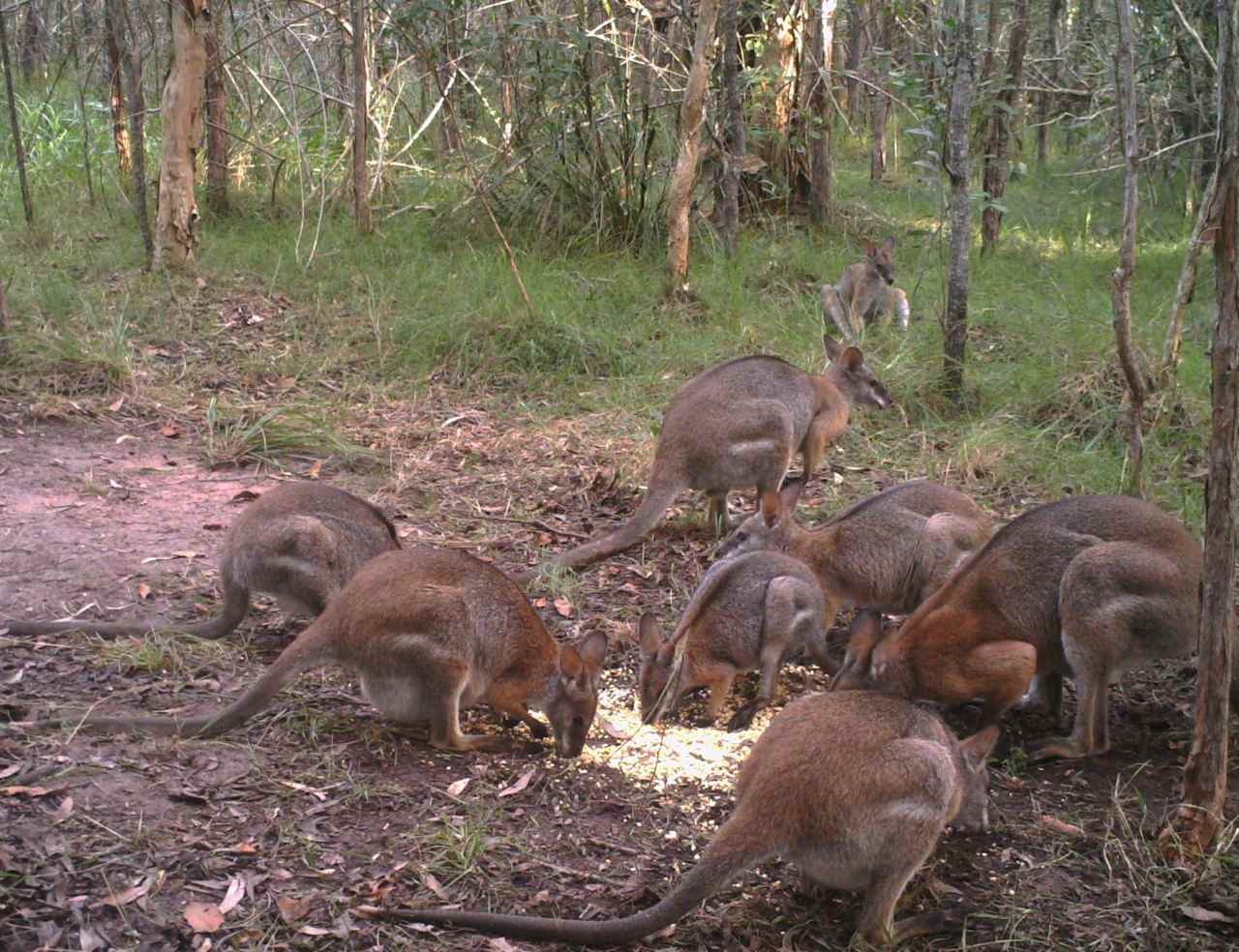 BLACK STRIPED WALLABIES