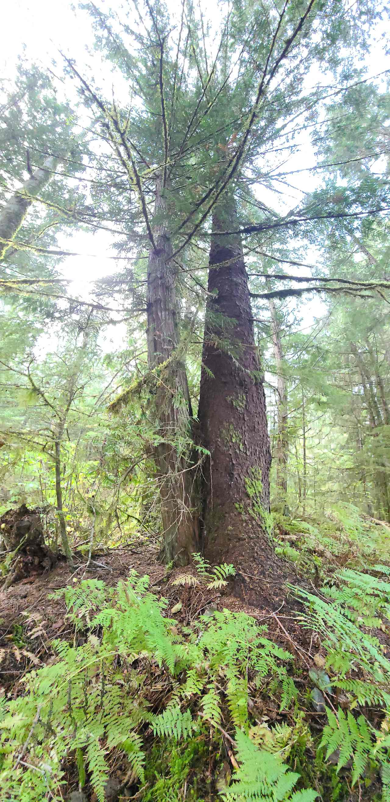 Forest walk