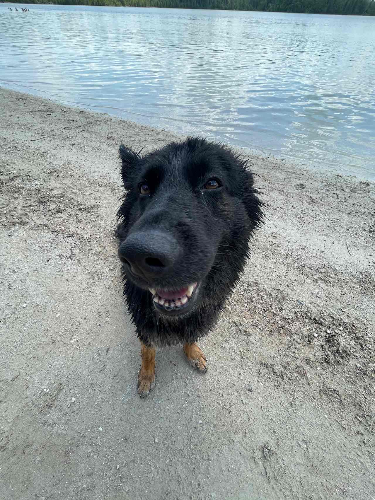 Dogs love rifle River!