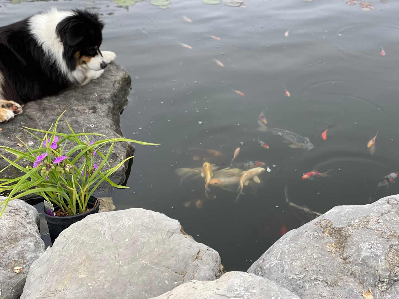 Kodi, wishing he could figure out how to herd the Koi