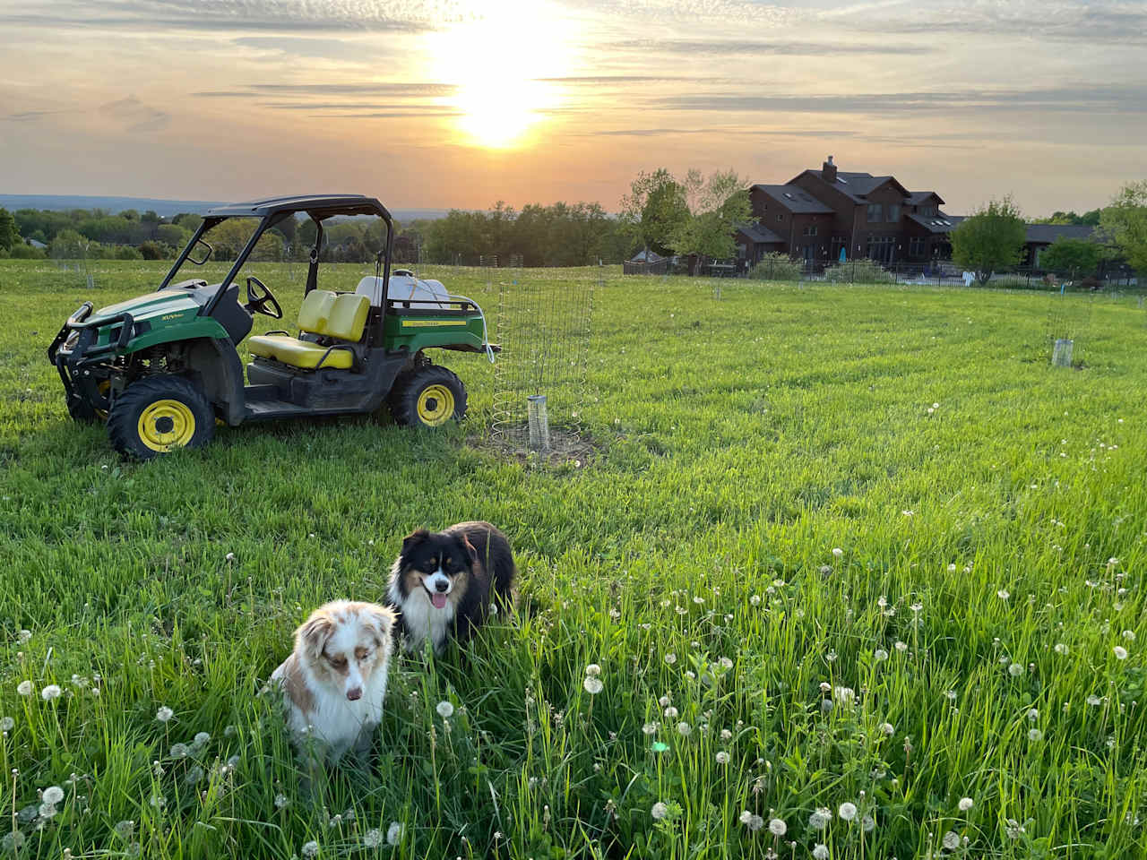 The fields stretch for miles- and favorite romping grounds for the Aussies