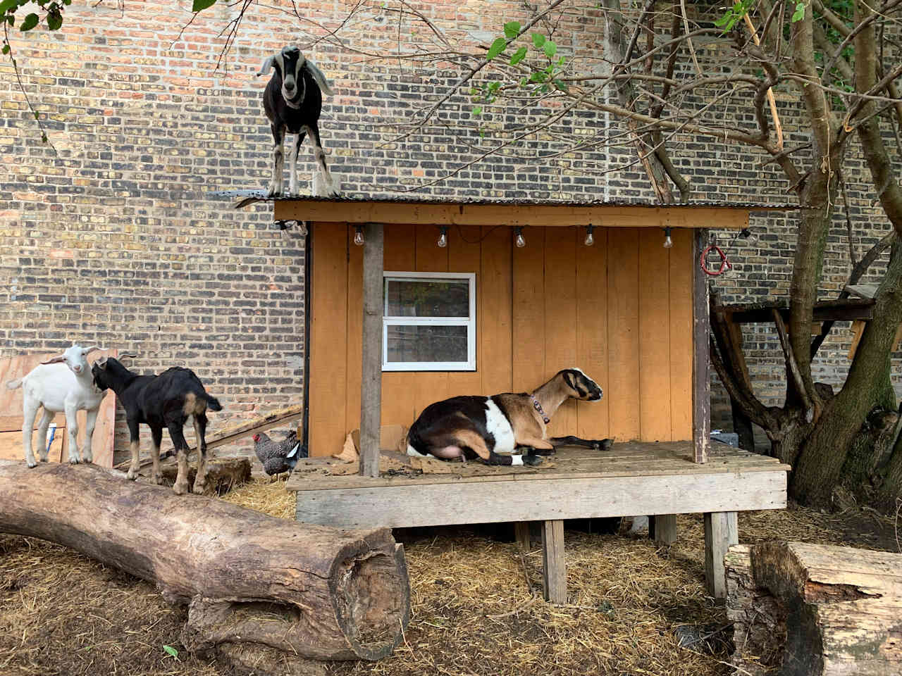 The Vaudeville Urban Farm Fun!