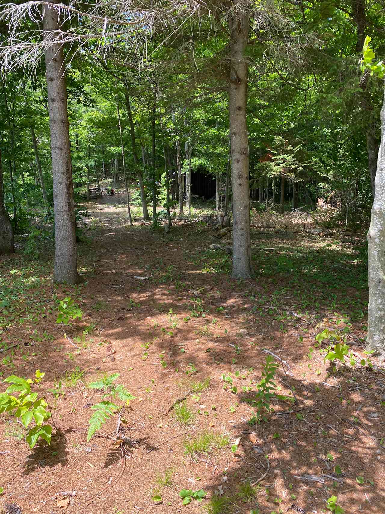 Rustic lean-to on Hinckley Lake