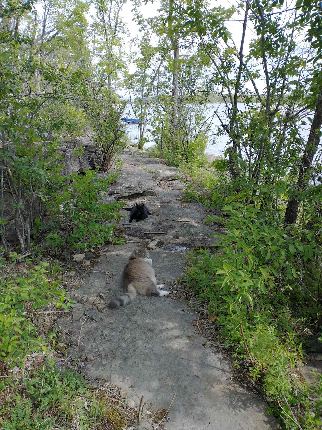 Path along the water of your site (cats not always included).