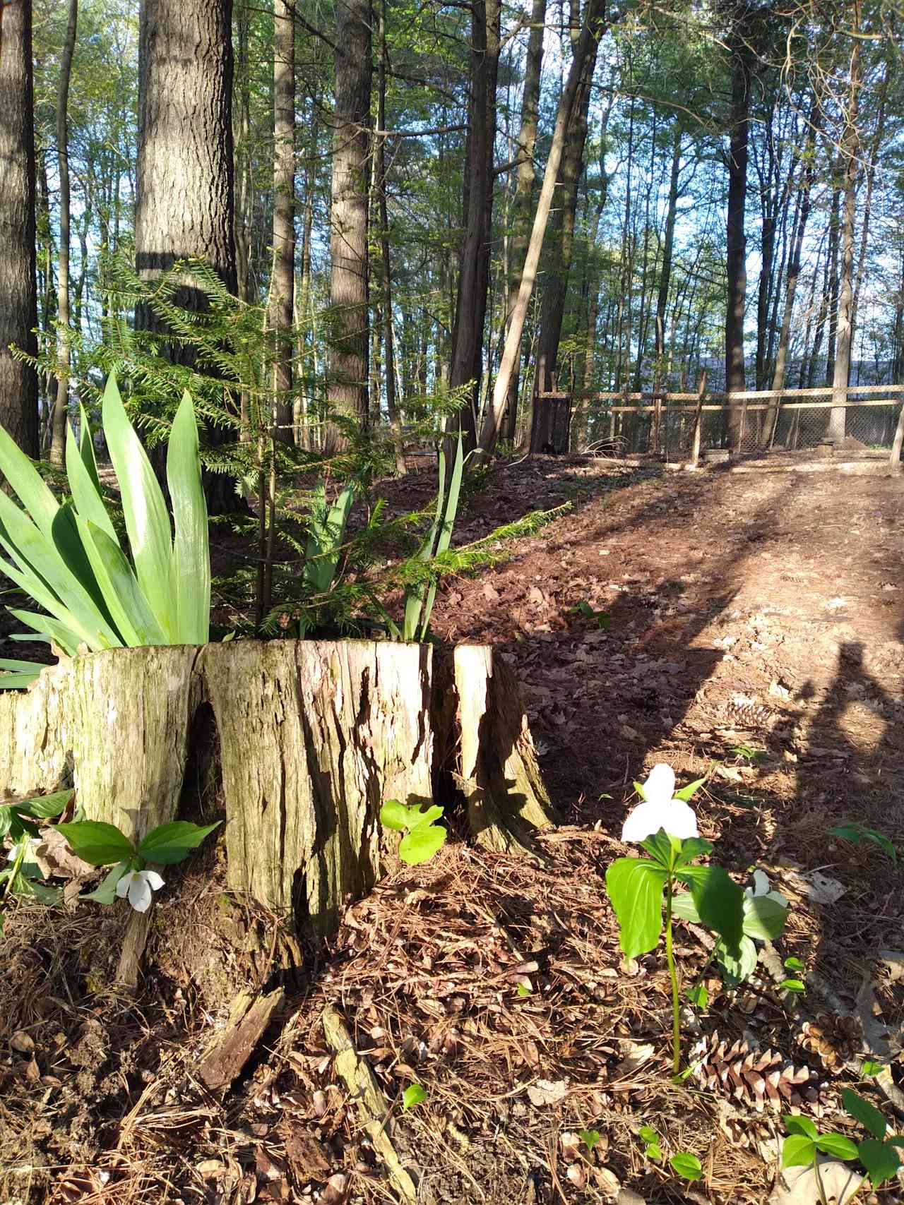 Pretty flora and fauna throughout the woods at sunset.