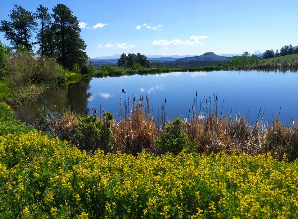 Spring flowers around the pond