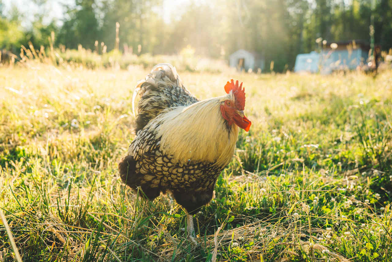 One of the roosters, coming to investigate. 