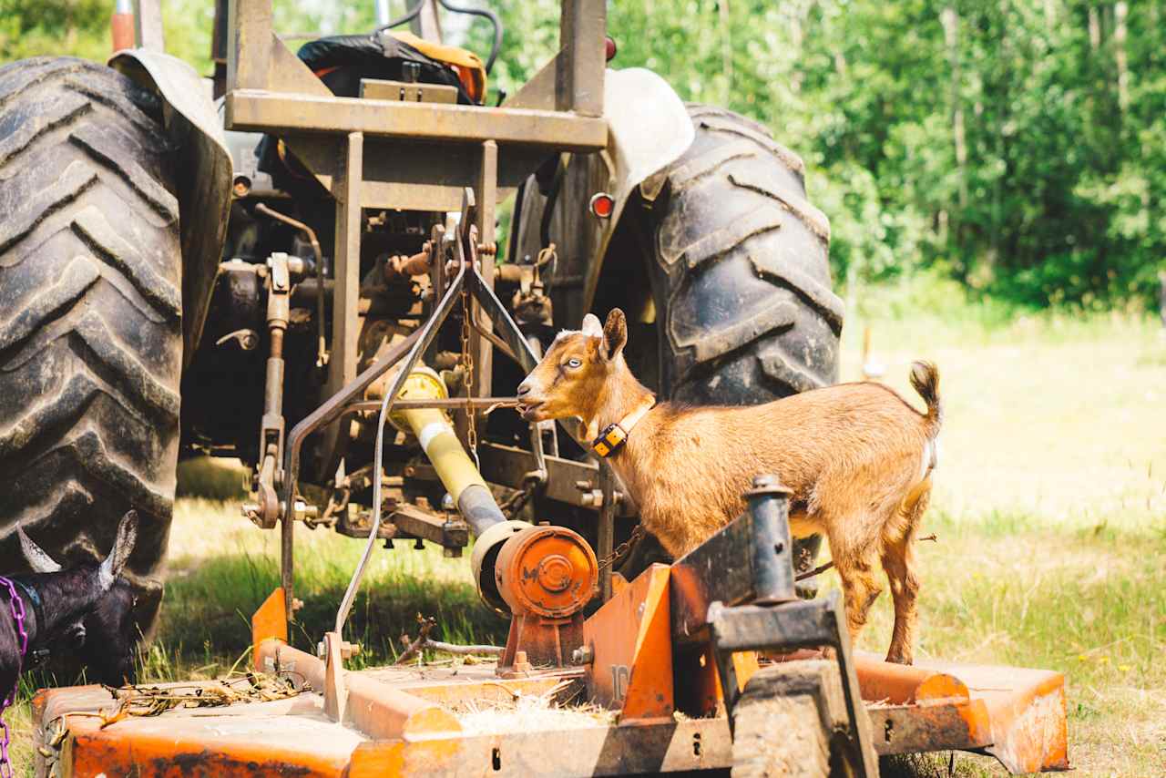 The baby goat, climbing atop some of Jesse's equipment. 