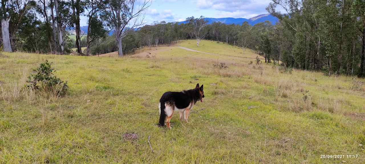 Pets are welcome as long as kept under control. Please respect that this is a working cattle property.