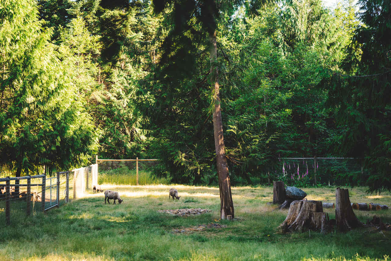 One of the fields populated by livestock. 