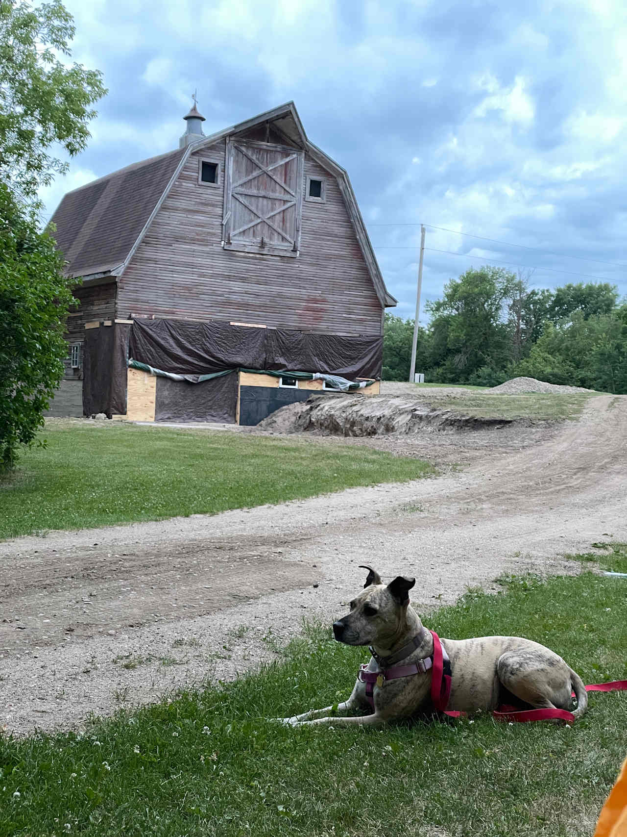 My dog Winnie enjoying our campsite. 