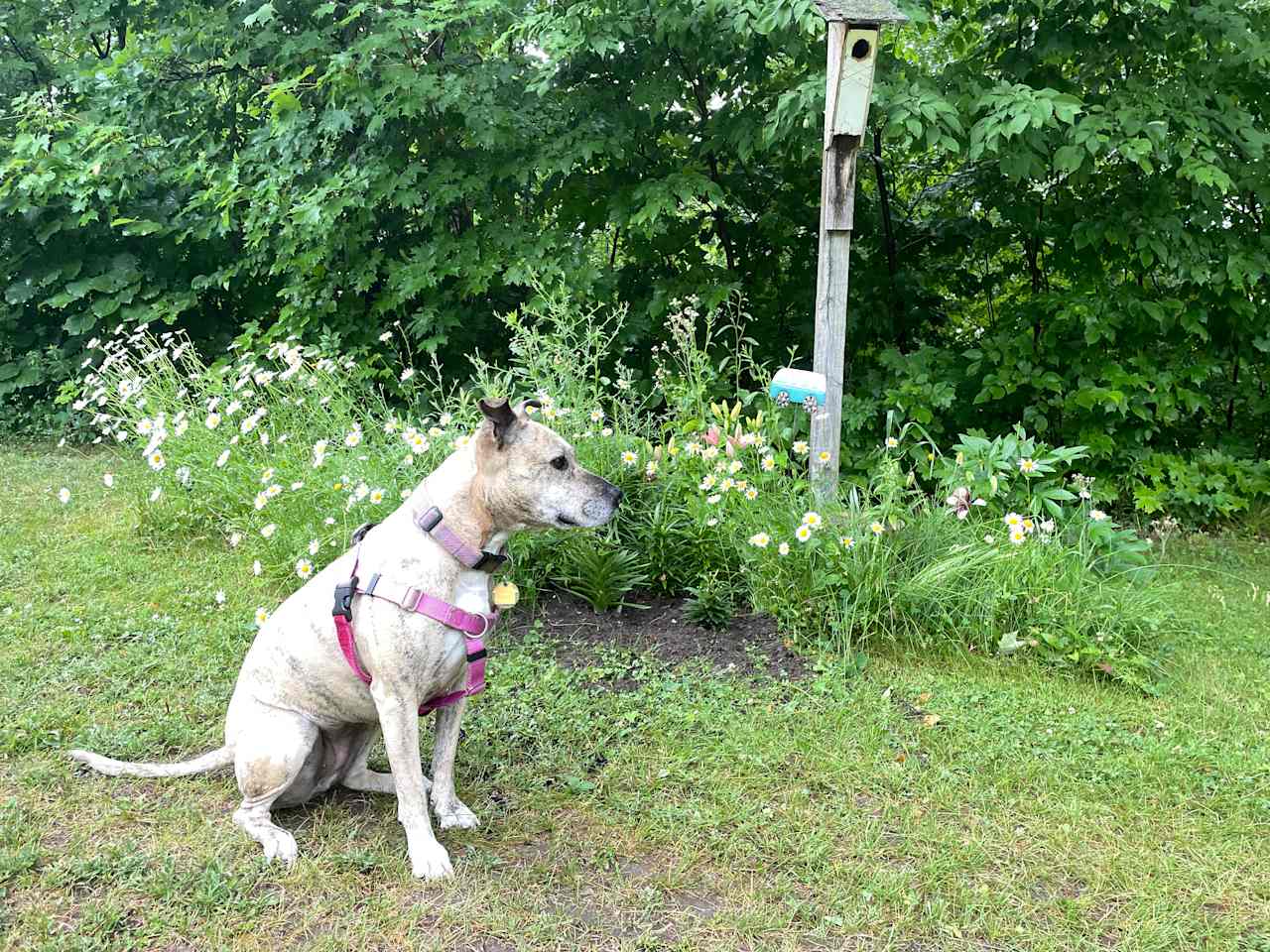 Winnie enjoying the views! 