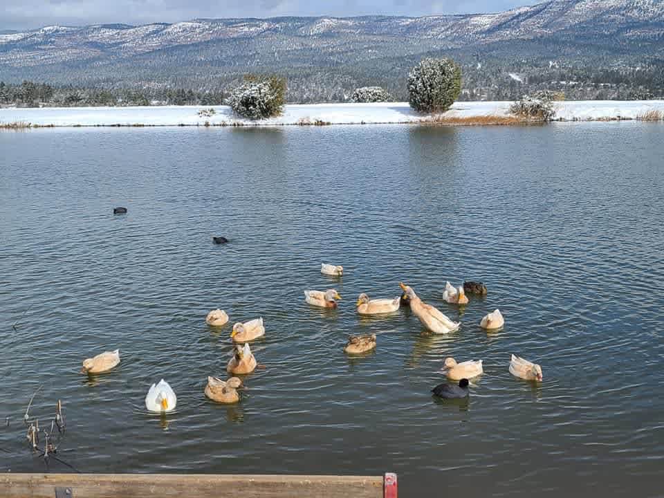 Fishing liane winter