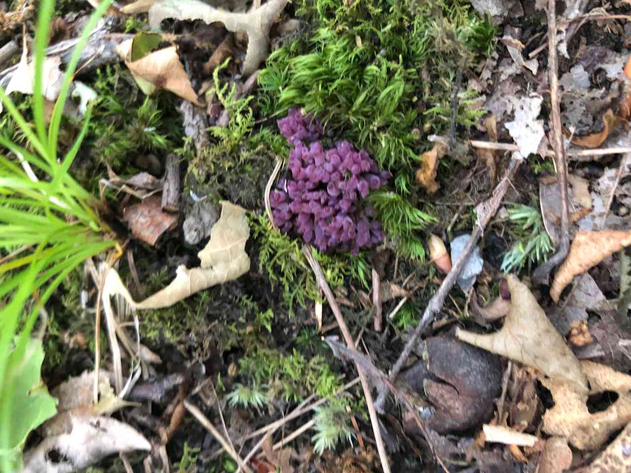 Mushrooms in the woods