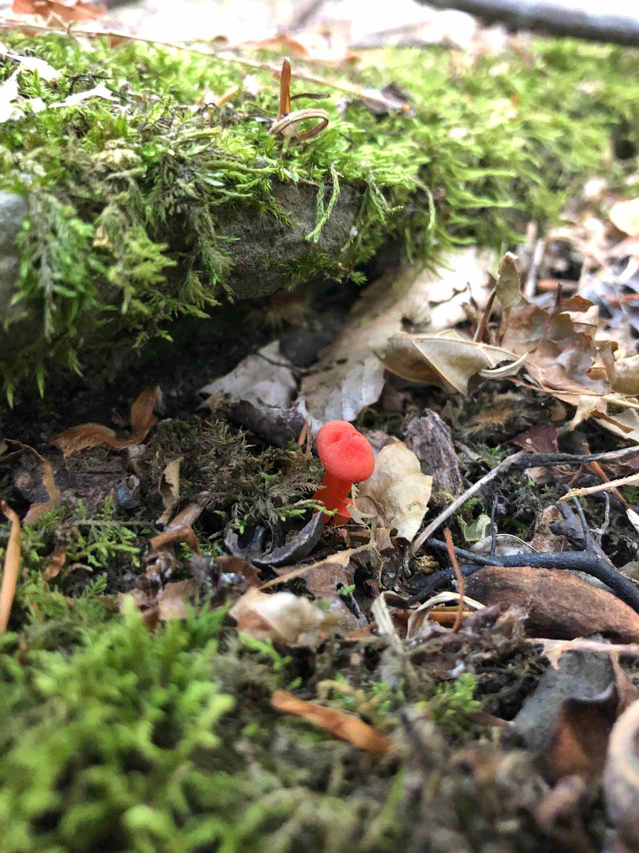 Mushrooms in the woods