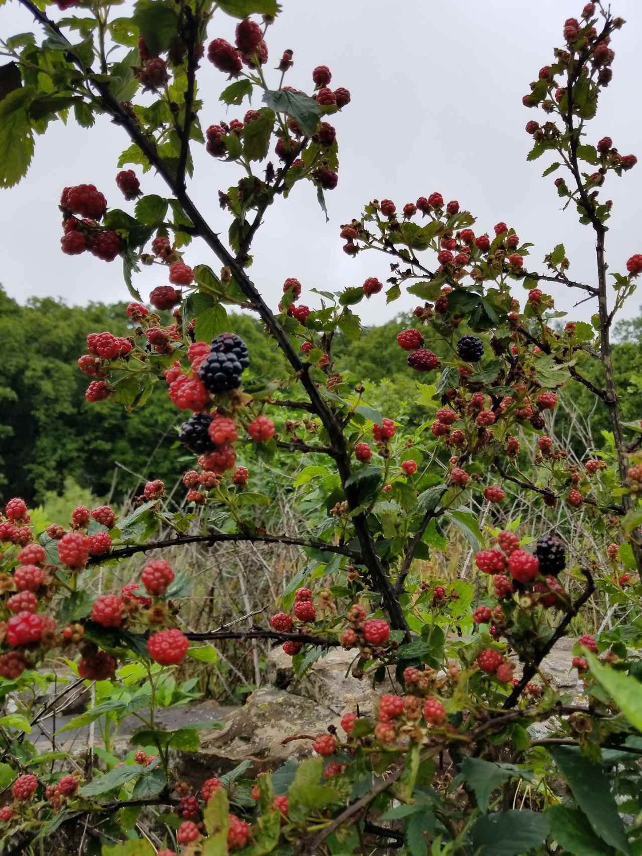 Your welcome to pick wild blackberries. They are usually ripe around mid june.