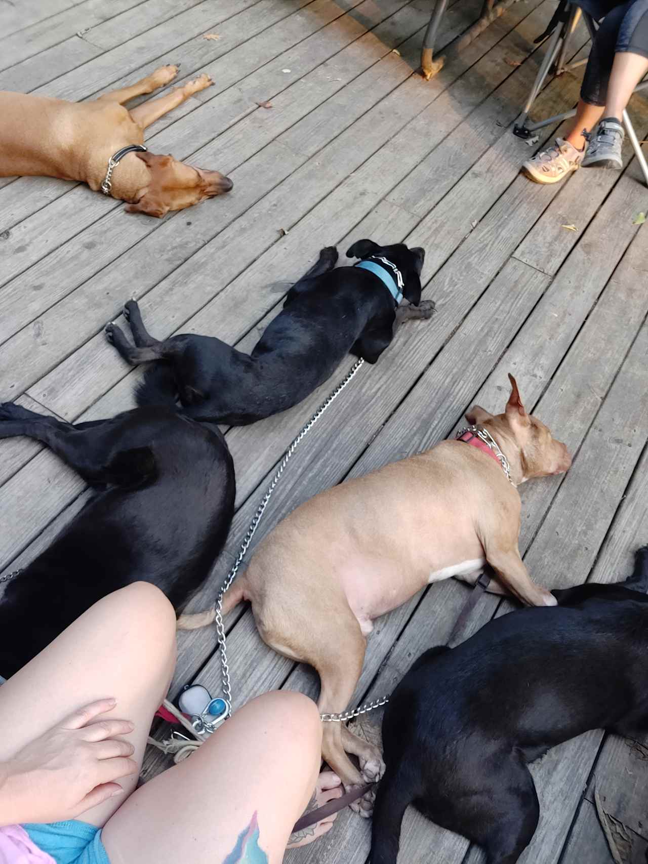 pups napping on the deck