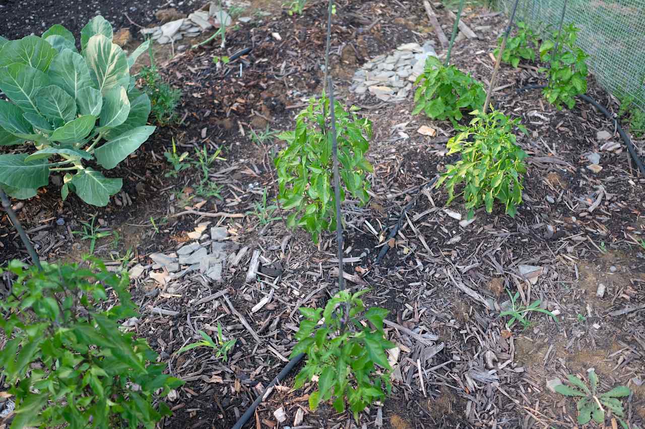 We're growing ají amarillo, an Andean pepper that's important in Peruvian cuisine but unavailable fresh in the U.S. We grow this and other Andean foods to enjoy and share with other Peruvian people living away from their homelands. 