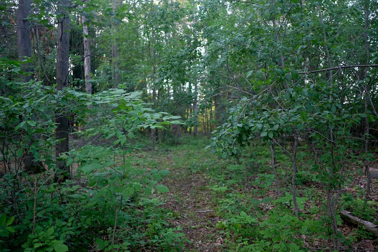 The trail to the site.