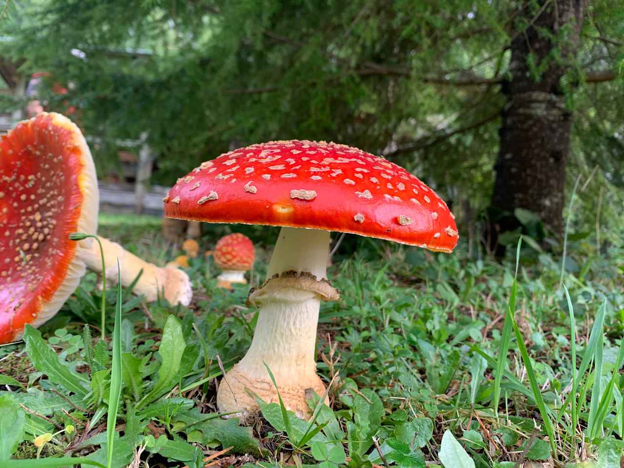 The abundant Amanita muscaria found throughout the area and on property in the fall.