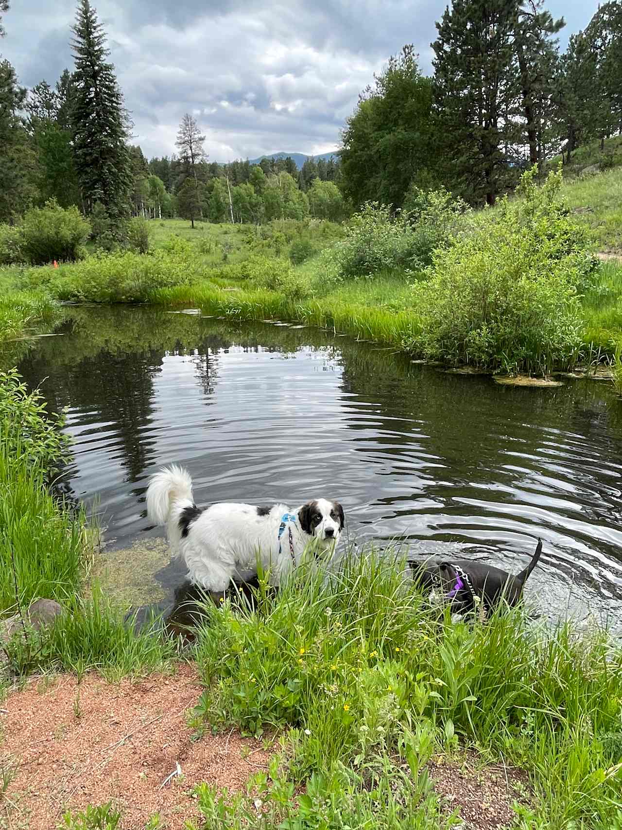 Rustic Creek Ranch