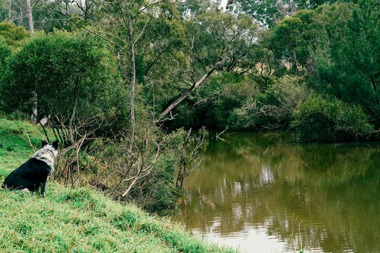 Tooloom Creek for a dip