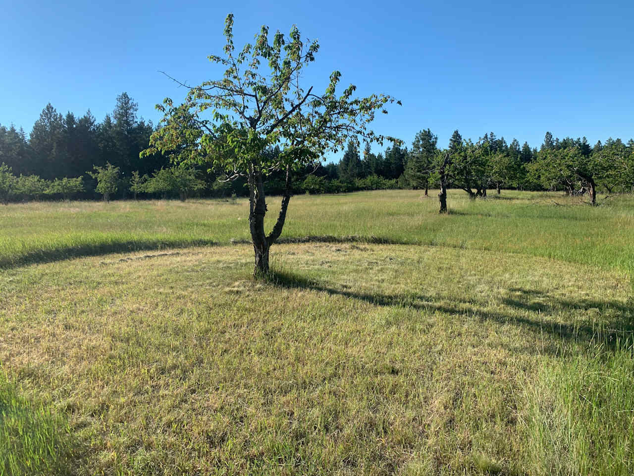 Flathead Lake Cherry Farm Camping