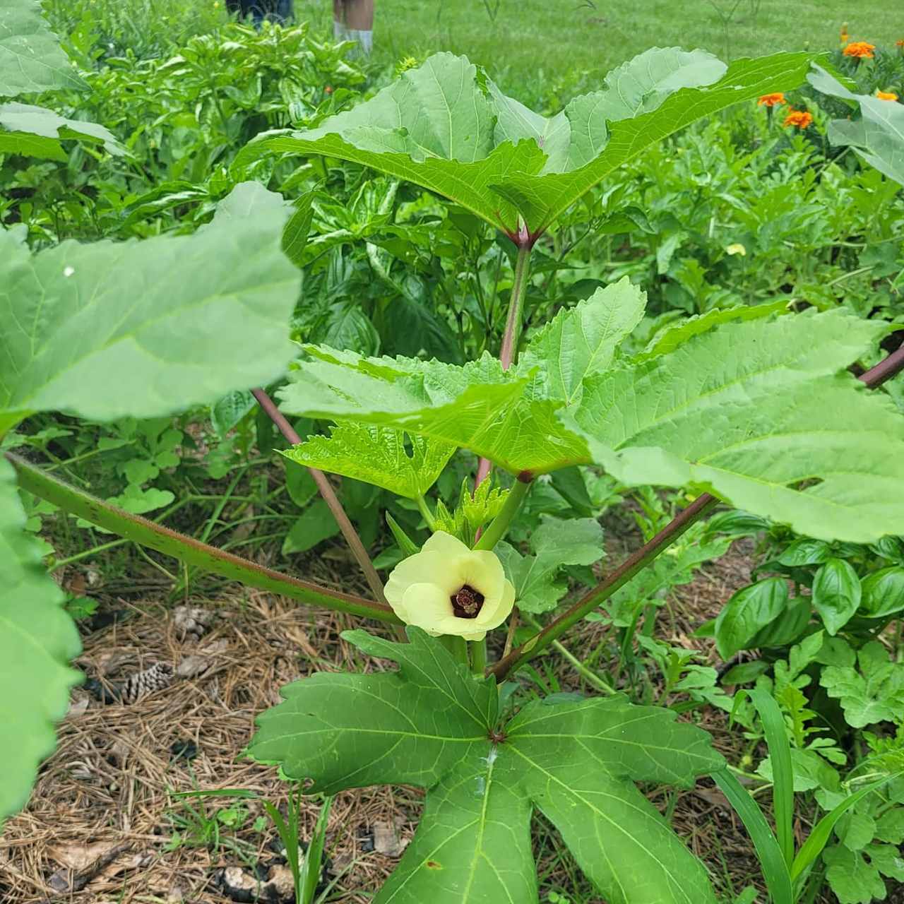 Flowering fruits of our labors in the garden!