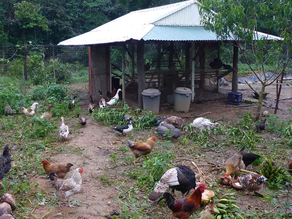 Zazen Permaculture Farm